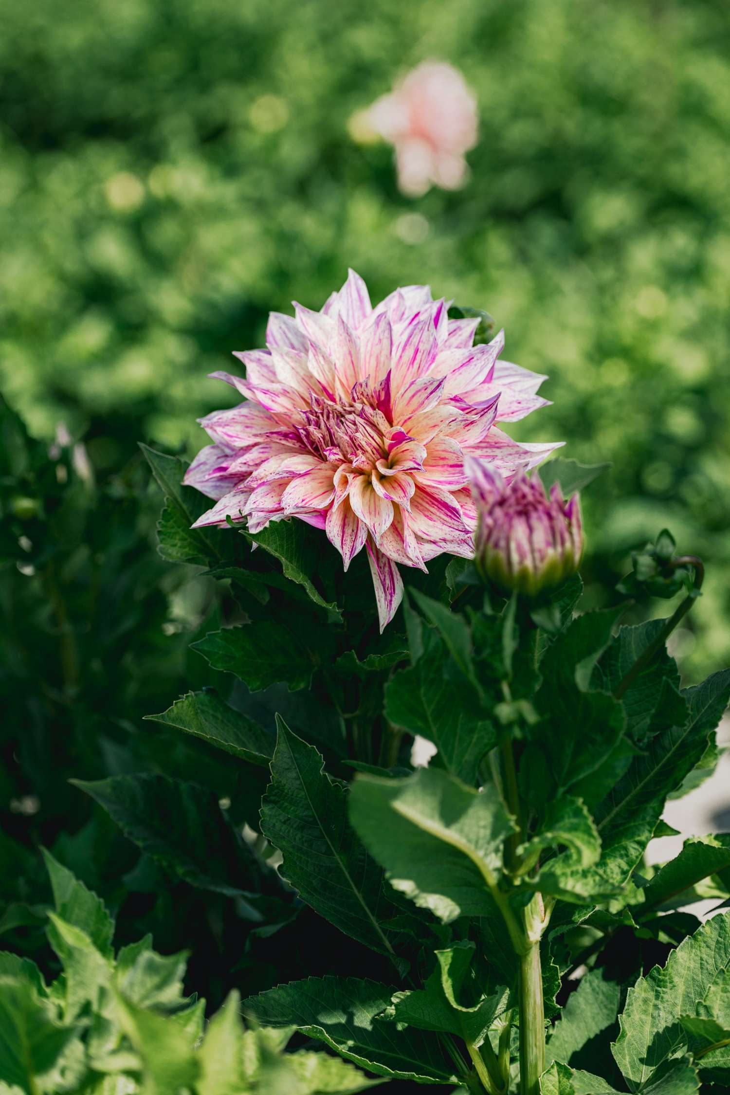 Dahlie 'Cafe au Lait Twist'